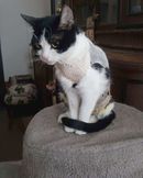 Melí po kastraci.jpg